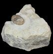 Isotelus Trilobite - Platteville Formation, Wisconsin #42226-1